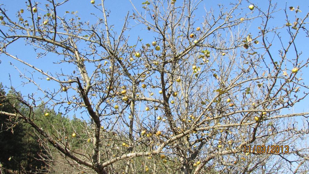 Dilijan Duplexヴィラ エクステリア 写真
